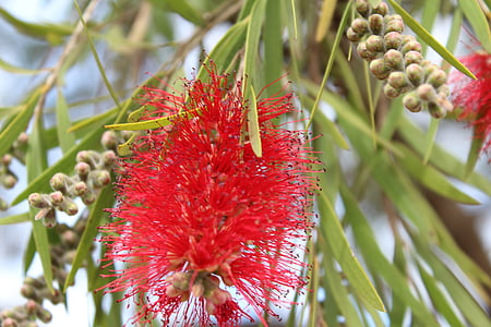 arbre de bottlebrush, flor, vermell, callistemon, natura, planta, arbre