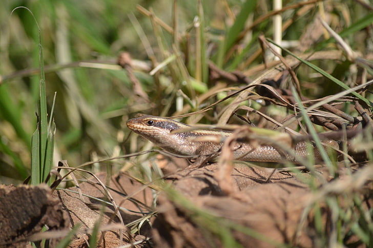 lizard, nature, reptile