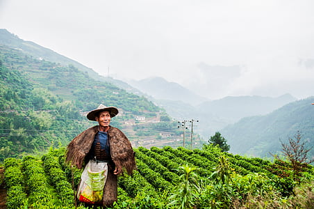 giardino del tè, coltivatore di tè, picking, maggio, agricoltura, natura, coltura del tè