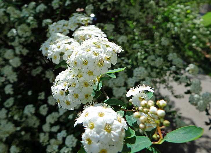 Blossom, Bloom, Bush, bianco, arbusto, natura, estate