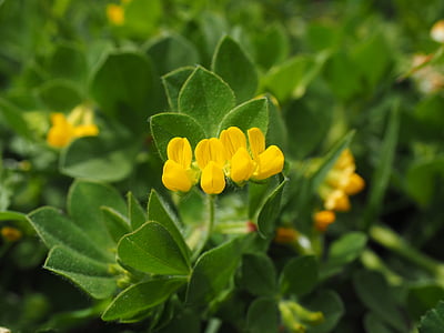 ασημένια τριφύλλι, άνθος, άνθιση, φυτό, Κίτρινο, λουλούδι, argyrolobium zanonii