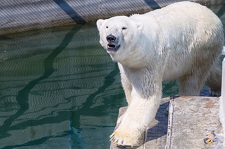 urso branco, jardim zoológico, animais, urso, ursos, urso polar, ursos polares