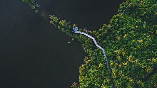 Aerial, photographie, blanc, bateau à moteur, vert, Forest, arbres