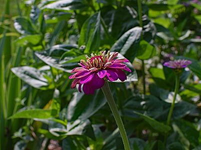 Fuchsia Dahlie, Blume, Blüte, Bloom, Anlage, Garten, Natur