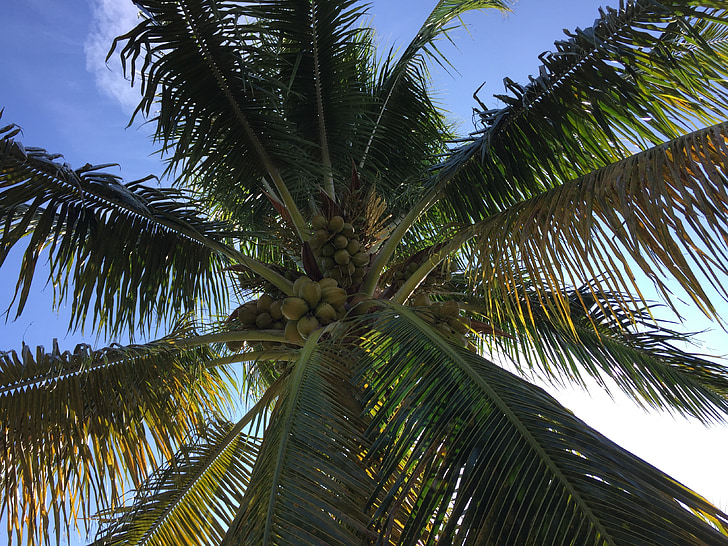 Palm, koks, zariem, saule, debesis, kokosrieksti, paradīze