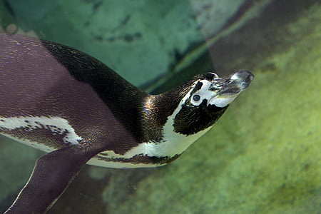 pinguïn, zoogdier, aquatische, onder water