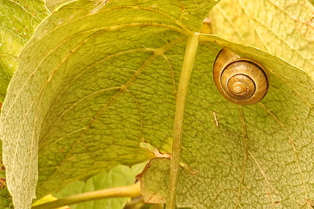 wine leaf, leaf, shell