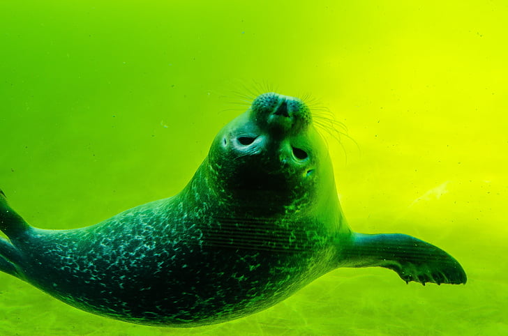 Crawl, Seal, Nordsjön, vita robbe, försegla baby, simma, vatten