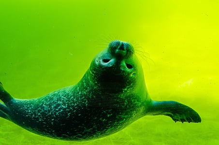crawl, seal, north sea, white robbe, seal baby, swim, water