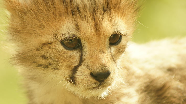 cheetah cub, cat, feline, cheetah, wildlife, nature, animal portrait