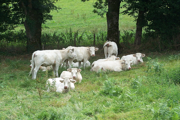 kravy, pole, stádo, hovädzí dobytok