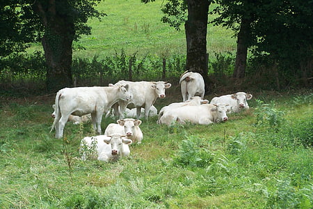 cows, field, herd, cattle
