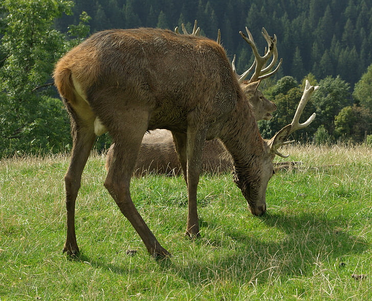 Hirsch, Red deer, transporteur de bois, nature, cartilage de wapiti pur, sauvage