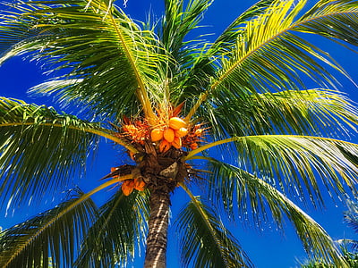 egzotika, Palma, koksy, Kokosų medis, dangus