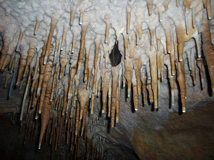 stalactites, hibernated bat, cave, caves, bat, cavern, underground
