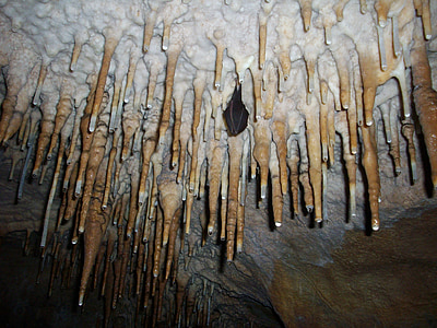 stalactites, hibernētā bat, ala, alās, sikspārnis, Dziļajā, Underground