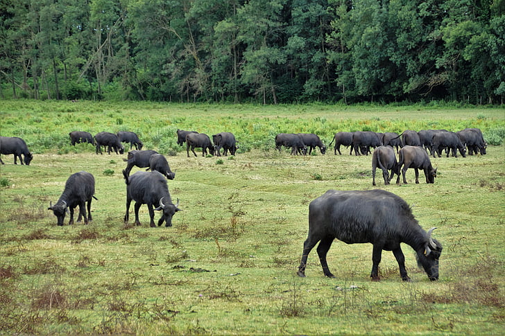 buffalo, herd, puszta, stocker, milk