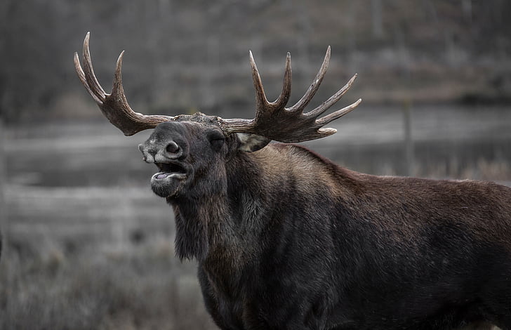 orignal, Bull elk, bâillements, petites cornes, animal, faune, nature
