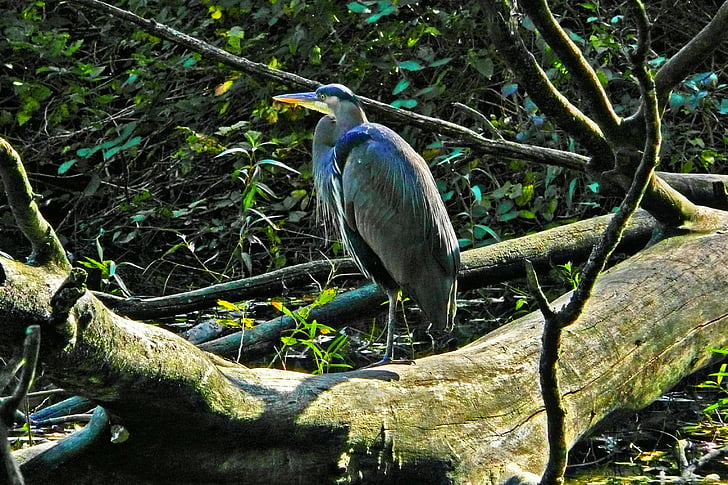 blue heron, oiseaux d’eau, animal, étang, bois, Parc Stanley, Vancouver