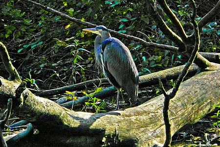 blue heron, waterbird, animal, pond, wood, stanley park, vancouver