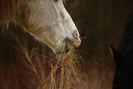 con ngựa, nấm mốc, Stallion, cỏ khô, Thoroughbred ả Rập, đồng cỏ, ngựa đầu