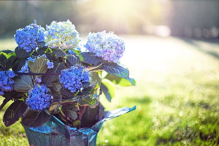 Ορτανσία, μπλε, μωβ, λουλούδια, κατσαρόλα, το πρωί, ηλιοφάνεια