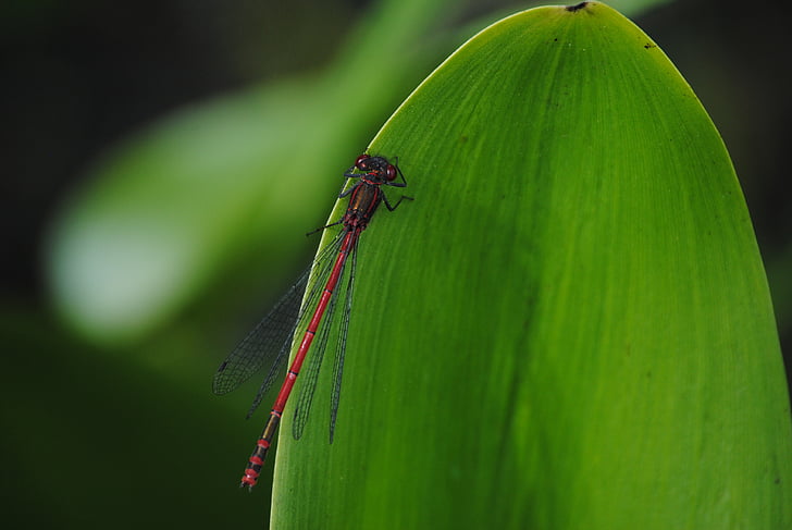 Fly, hmyz, Příroda, zvíře, Dragonfly, detail, volně žijící zvířata