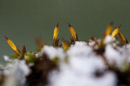 new zealand, moss, winter, snow, cold, transition, autumn