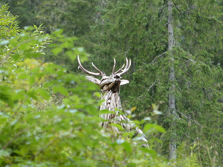 Hirsch, hutan, padang rumput, liar, rusa Bera, alam, tanduk
