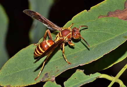 wasp, paper wasp, umbrella wasp, insect, sting, stinger, stinging insect