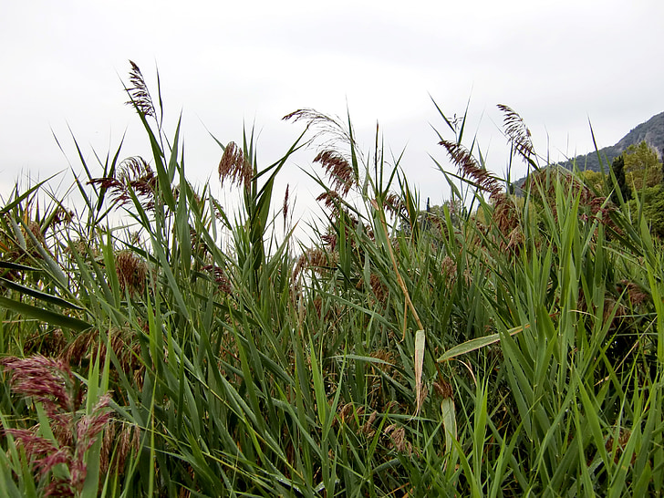 Reed, tráva, zelená, Příroda