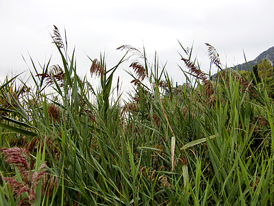 Reed, çimen, Yeşil, doğa