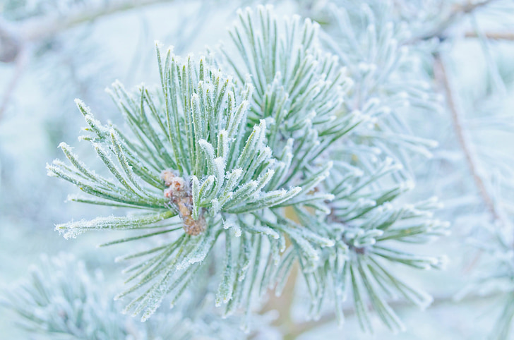 winter, Frost, sneeuw, natuur, macro, behang, achtergrond