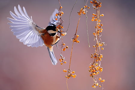 animal, animal photography, bird, flying, macro, nature