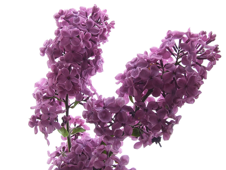 fllieder, blossom, bloom, fragrant, lilac branch