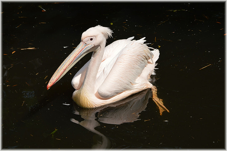 Пеликан, розовый, молодой, Природа, птица, воды птицы, животное
