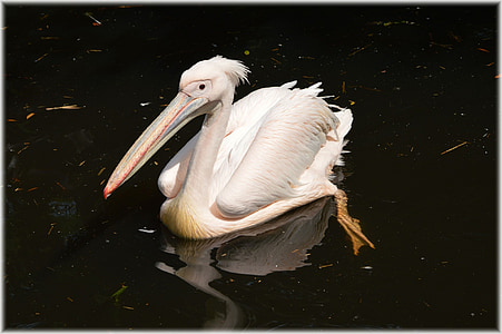 Pelican, merah muda, muda, alam, burung, burung air, hewan