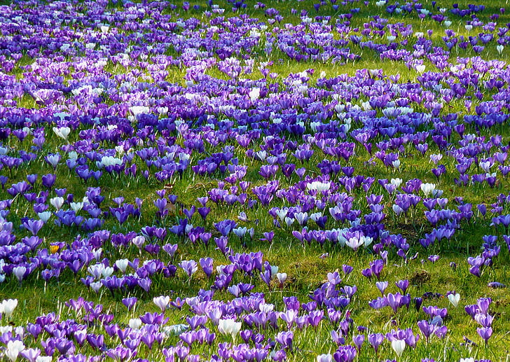 Crocus, primavera, azafrán del resorte, flor, violeta, bloomer de principios, naturaleza