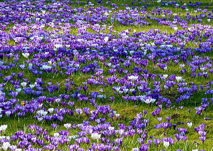 Крокус, Весна, Крокус весной, цветок, фиолетовый, ранние промах, Природа