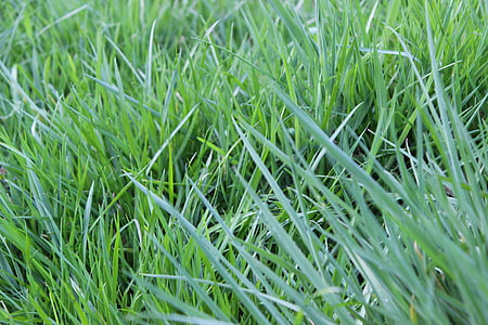 brins d'herba, Prat, les pastures, natura, febre, herba, verd