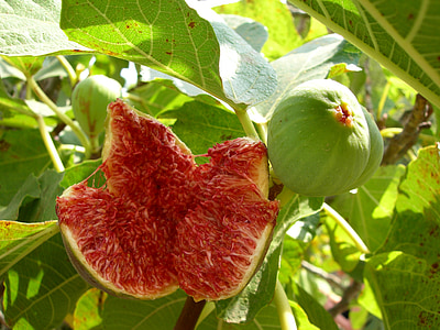 fig, green, ripe, open, fresh, sweet, organic