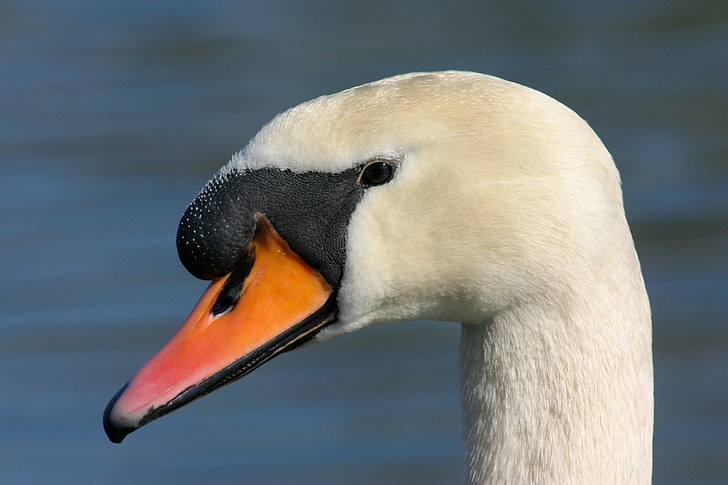 Swan, mute swan, pasăre de apă, pasăre, Cygnus olor, Cygnus, natura