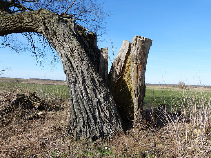 árbol, trama de relámpago, roto, Split, paisaje