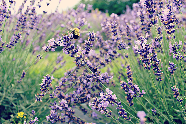 μέλισσα, Λεβάντα, λουλούδι, μωβ, έντομο, floral, Κήπος
