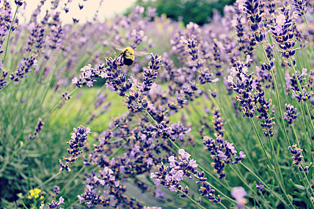 Bee, lavendel, blomma, lila, insekt, blommig, trädgård