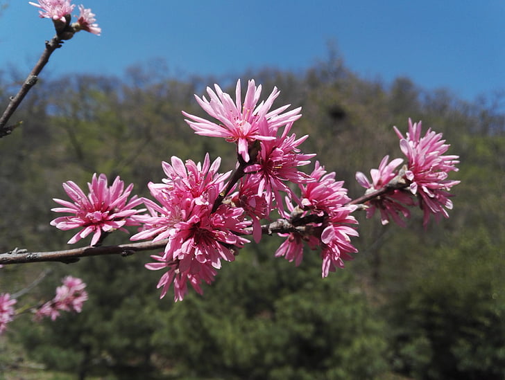 blooming flowers, spring, peach valley