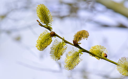 kevään, puu, Willow, haara, kukka, vihreä, Luonto