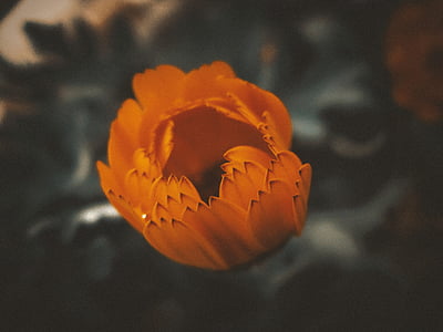 orange, flower, nature