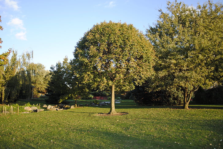 Příroda, strom, mír, Botanická zahrada