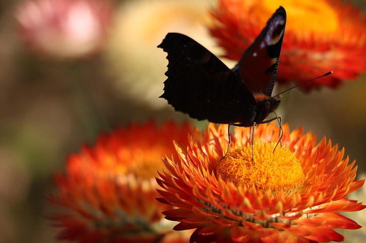 italicum, bướm, Hoa, Blossom, nở hoa, Peacock, màu da cam